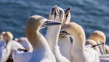 “九游app_ 球场上的趣味冷知识，快来涨知识”，球场趣事