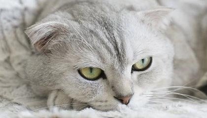 “九游app_ 球场上的趣味冷知识：你知道这些NBA趣事吗？”，nba场外趣事