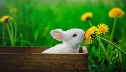 “九游app_ 传奇再现：曾经的霸主球队回顾”，9v传奇官网